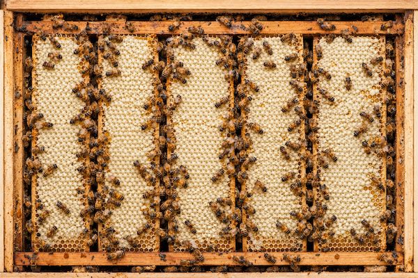 Top-down view of open beehive showing frames heavily stocked with capped honey reserves for overwintering