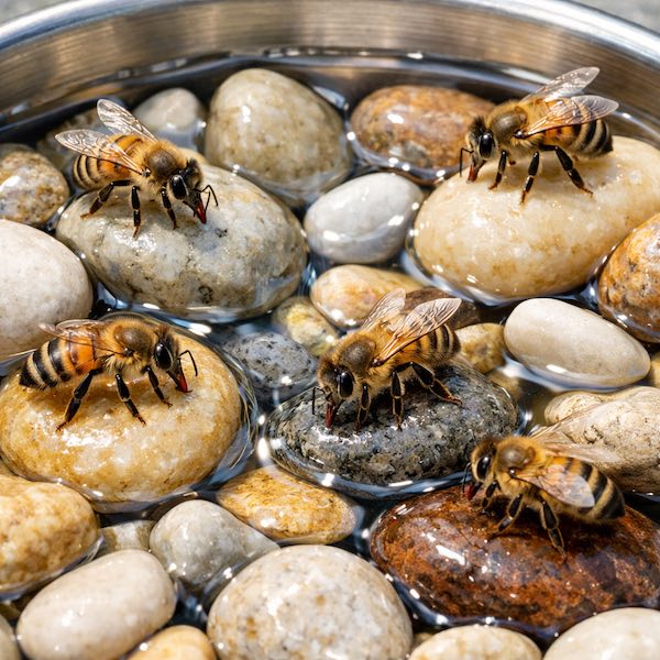 Overhead macro photograph of a stainless steel water basin with river pebbles providing safe landing surfaces for honeybees