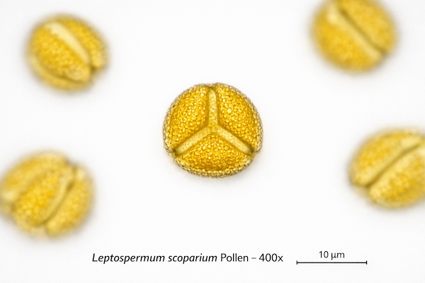 Microscope view of Leptospermum scoparium pollen grains at 400x magnification for honey authentication
