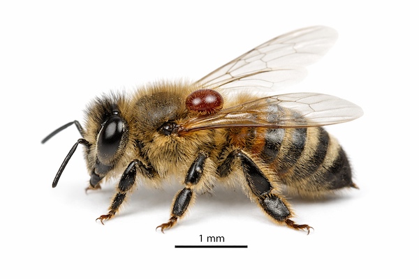 Macro photograph of a Varroa destructor mite attached to the thorax of a honeybee